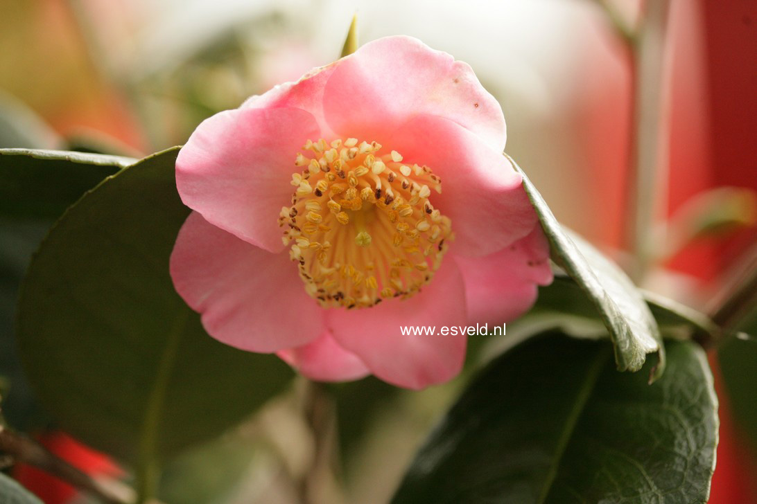 Camellia japonica 'Hi-no-tsuri'