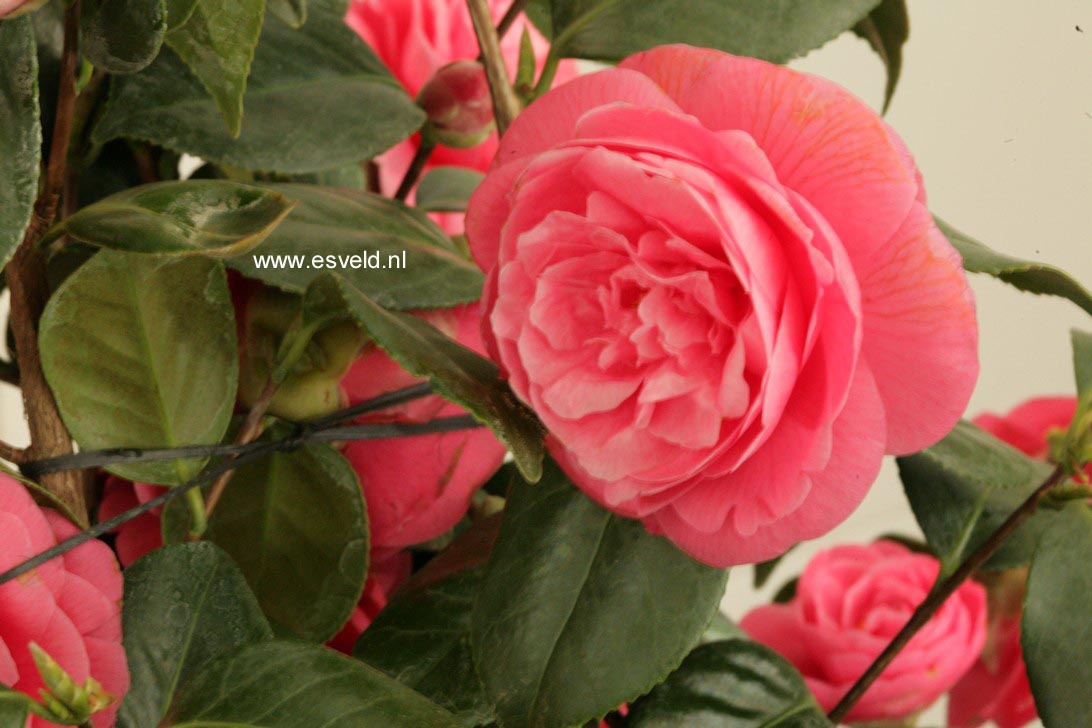 Camellia japonica 'Jerry Hill'