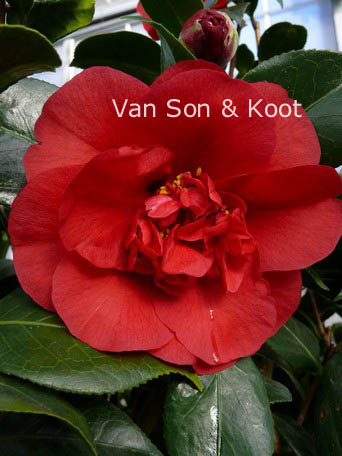 Camellia japonica 'John Tooby'