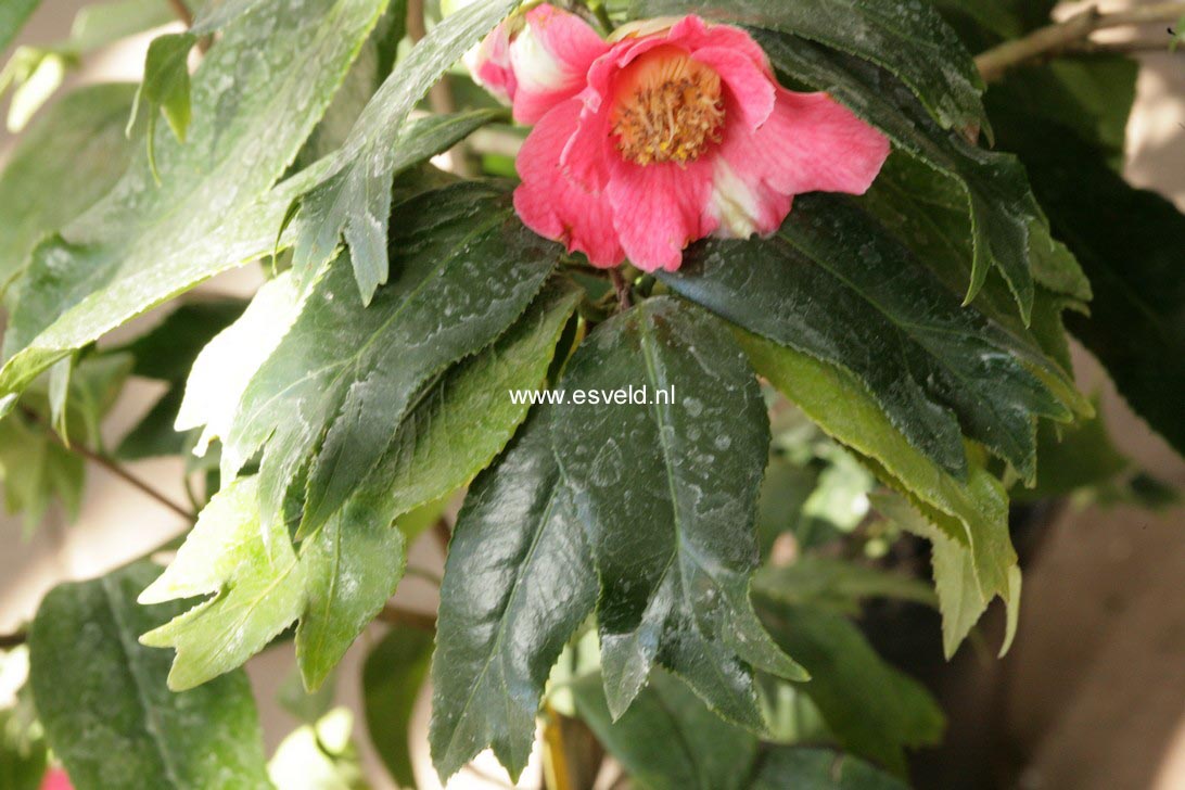 Camellia japonica 'Kingyo-tsubaki'