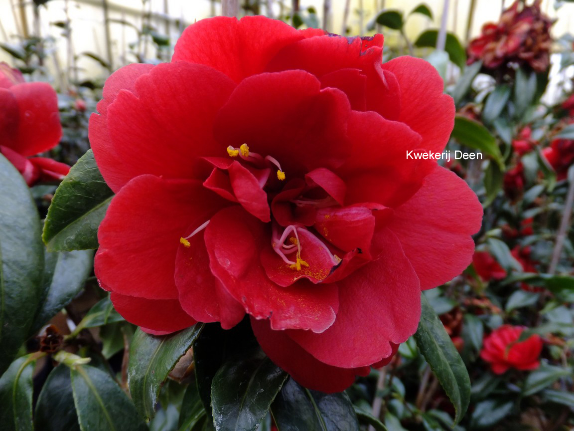 Camellia japonica 'Kuro Delight'