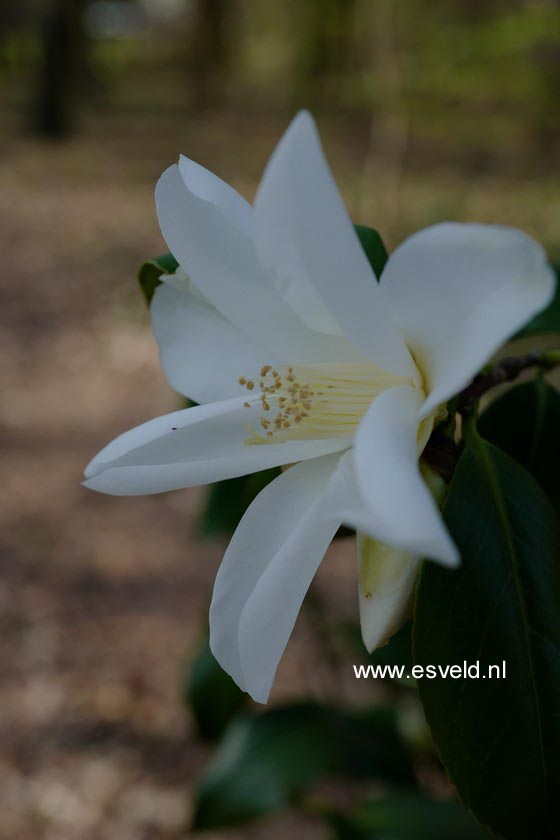 Camellia japonica 'Lily Pons'