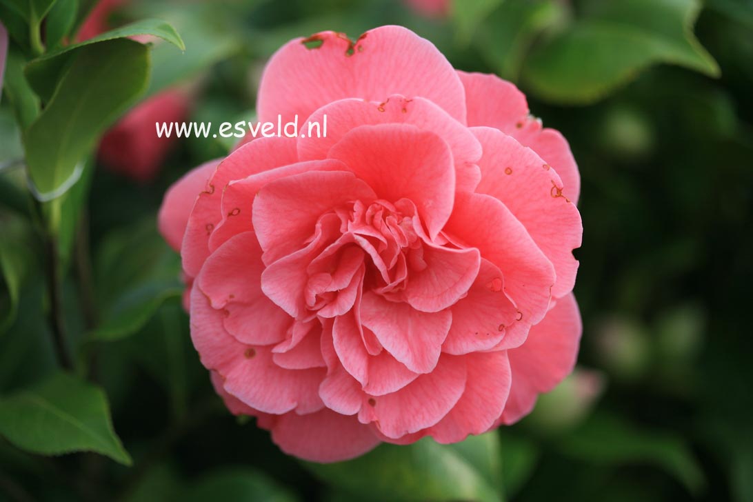 Camellia japonica 'Marie Bracey'