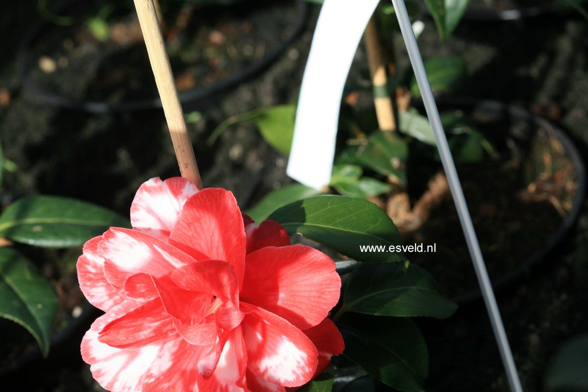 Camellia japonica 'Masayoshi'