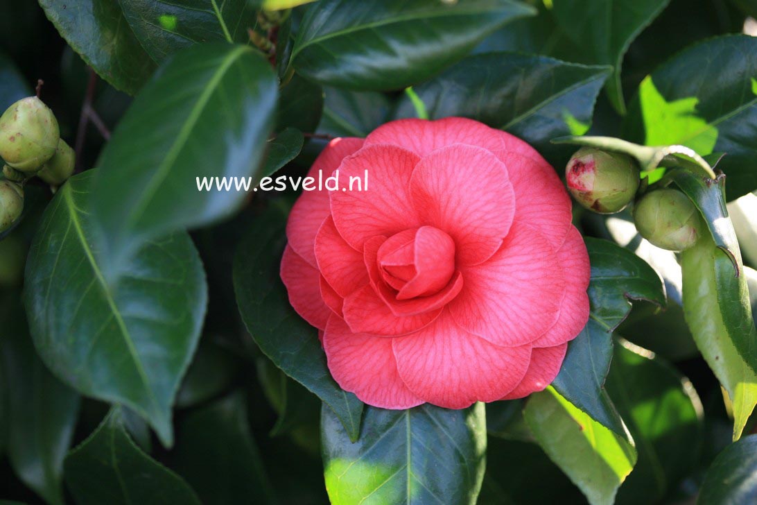 Camellia japonica 'Mathotiana'