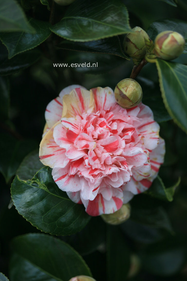 Camellia japonica 'Modern Art'