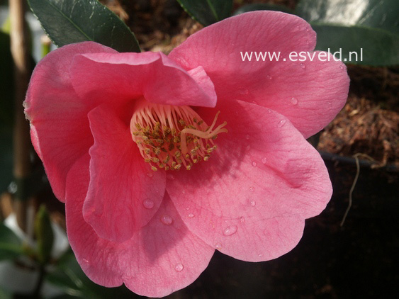 Camellia japonica 'Rosemary Williams'