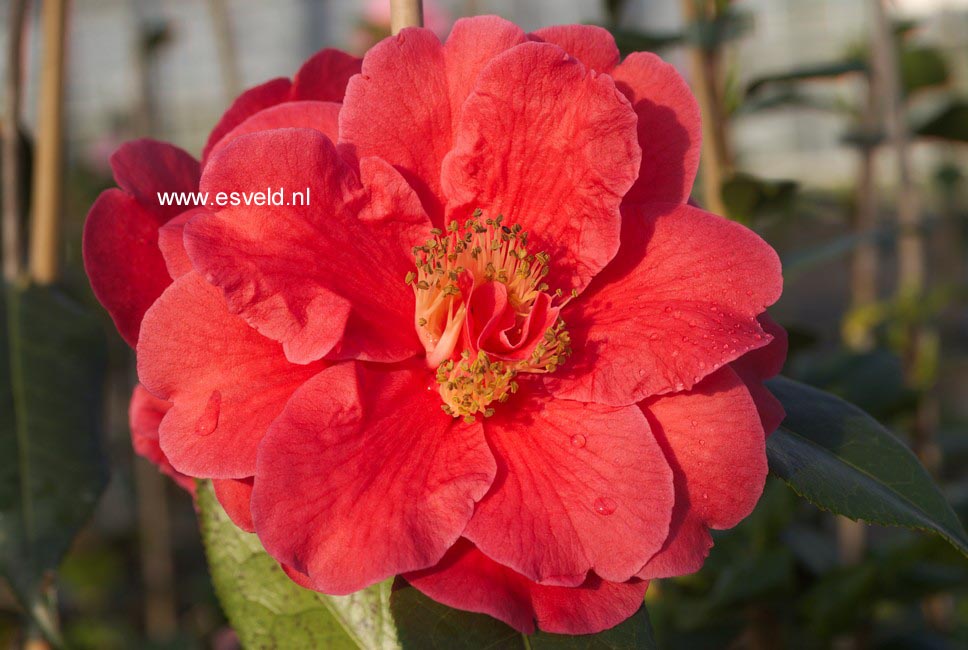 Camellia japonica 'Royalty'