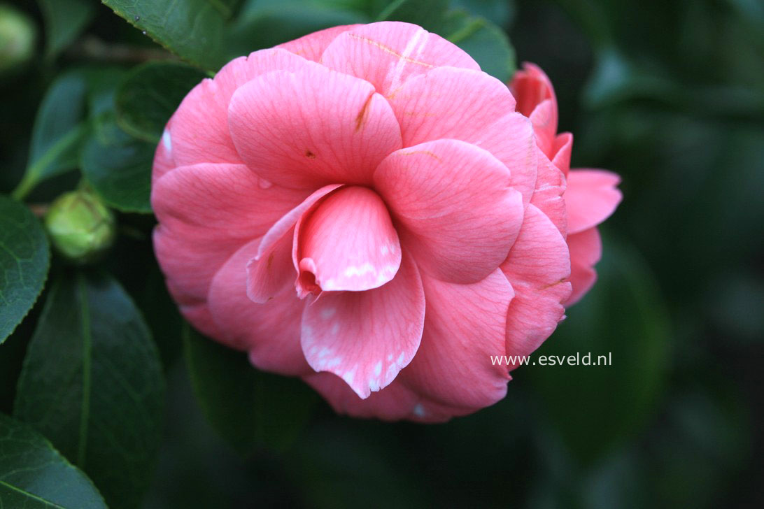 Camellia japonica 'Sacco Nova'