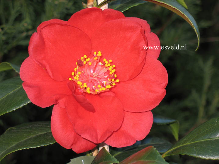 Camellia japonica 'San Dimas'