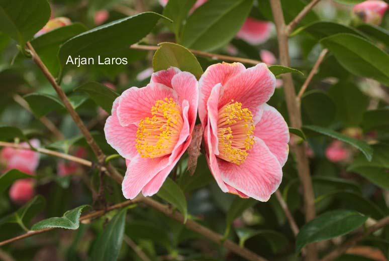 Camellia japonica 'Sanpei-tsubaki'