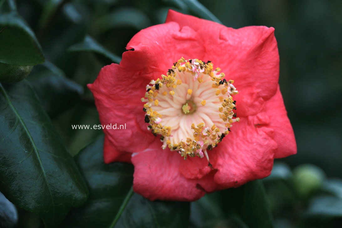 Camellia japonica 'Shin-tsukasa-nishiki'