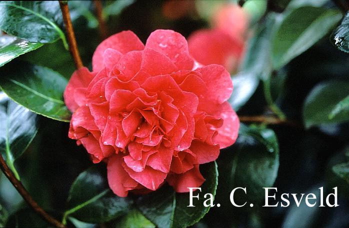 Camellia japonica 'Souvenir de Hubert Thoby'