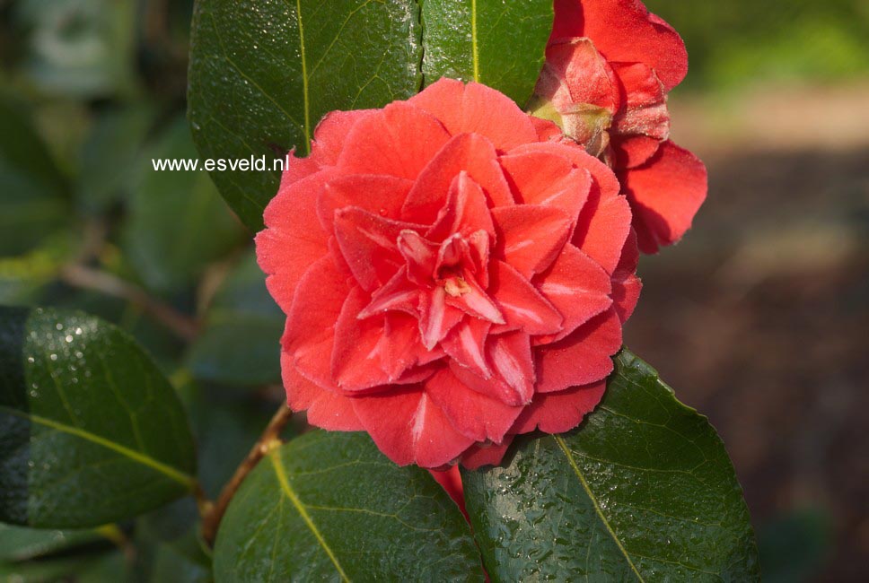 Camellia japonica 'Spring Cardinal'