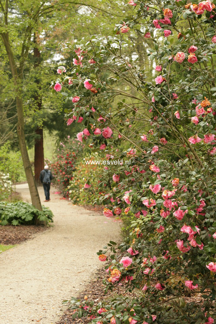 Camellia japonica 'Waterlilly'
