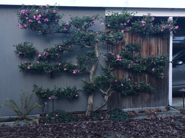 Camellia sasanqua 'Briar Rose'