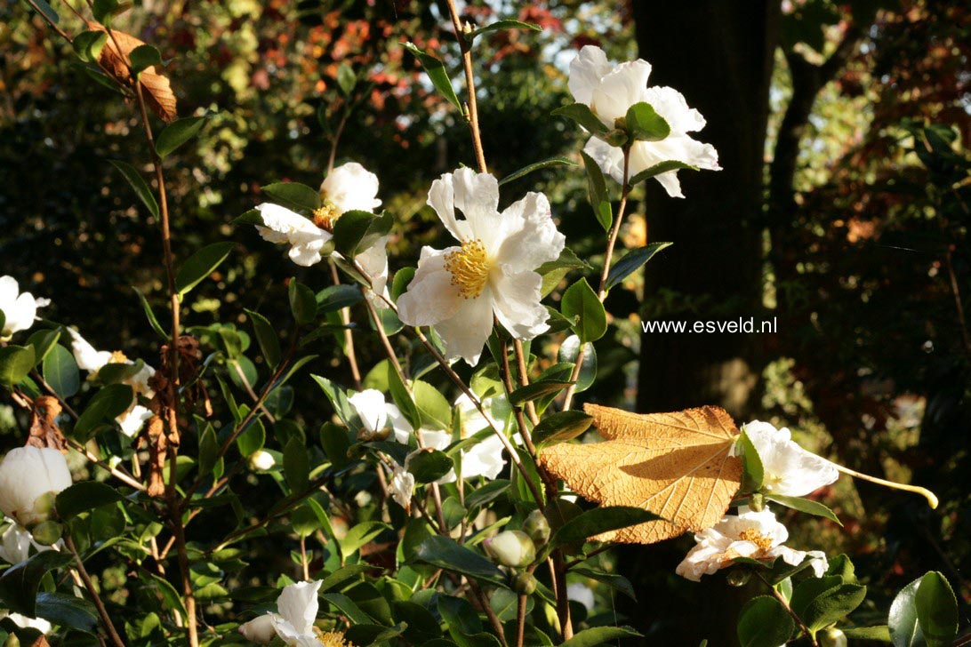 Camellia sasanqua 'Fragrans'