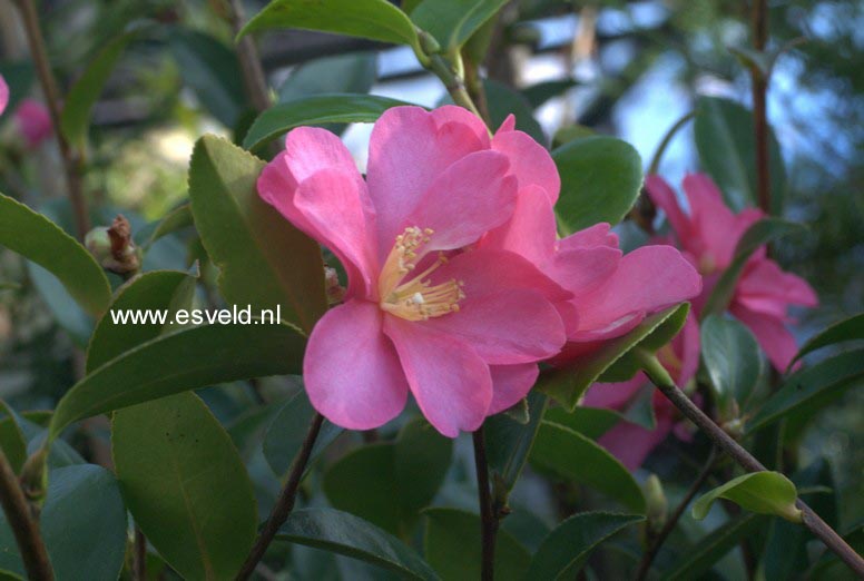 Camellia sasanqua 'Hiryu'