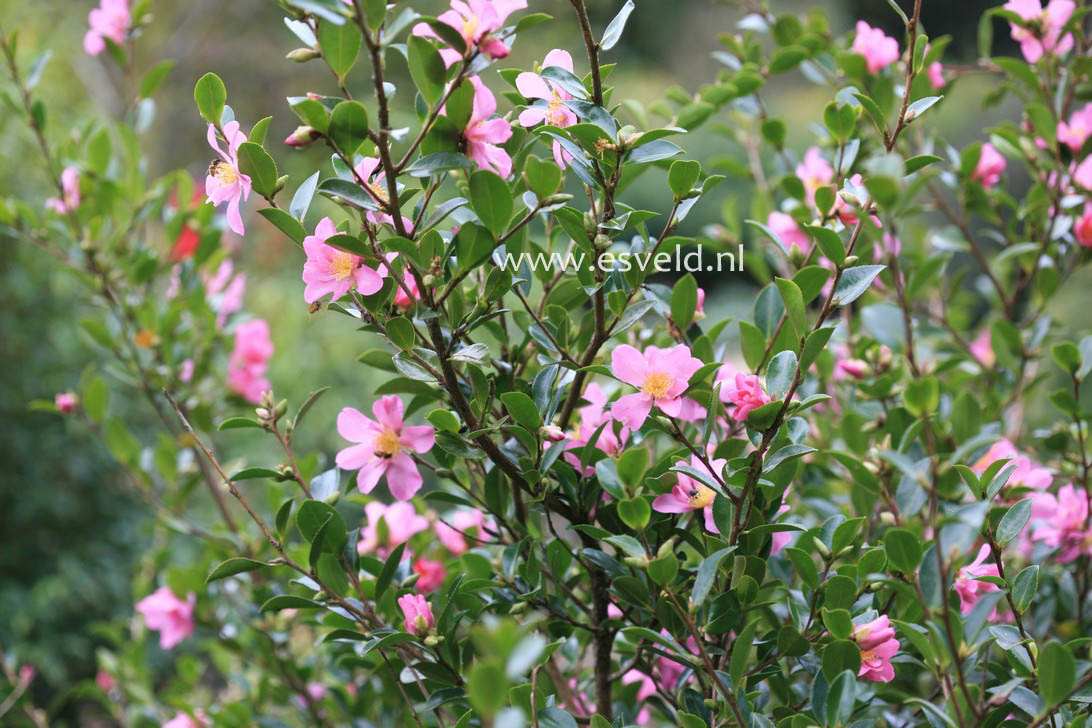 Camellia sasanqua 'Hugh Evans'