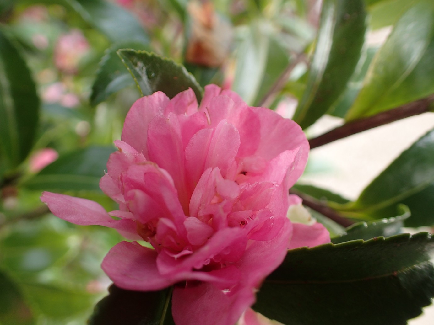 Camellia sasanqua 'Jennifer Susan'