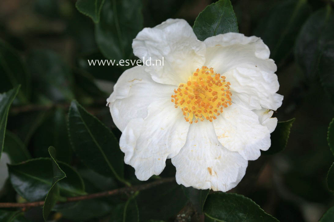 Camellia sasanqua 'Narumi-gata'