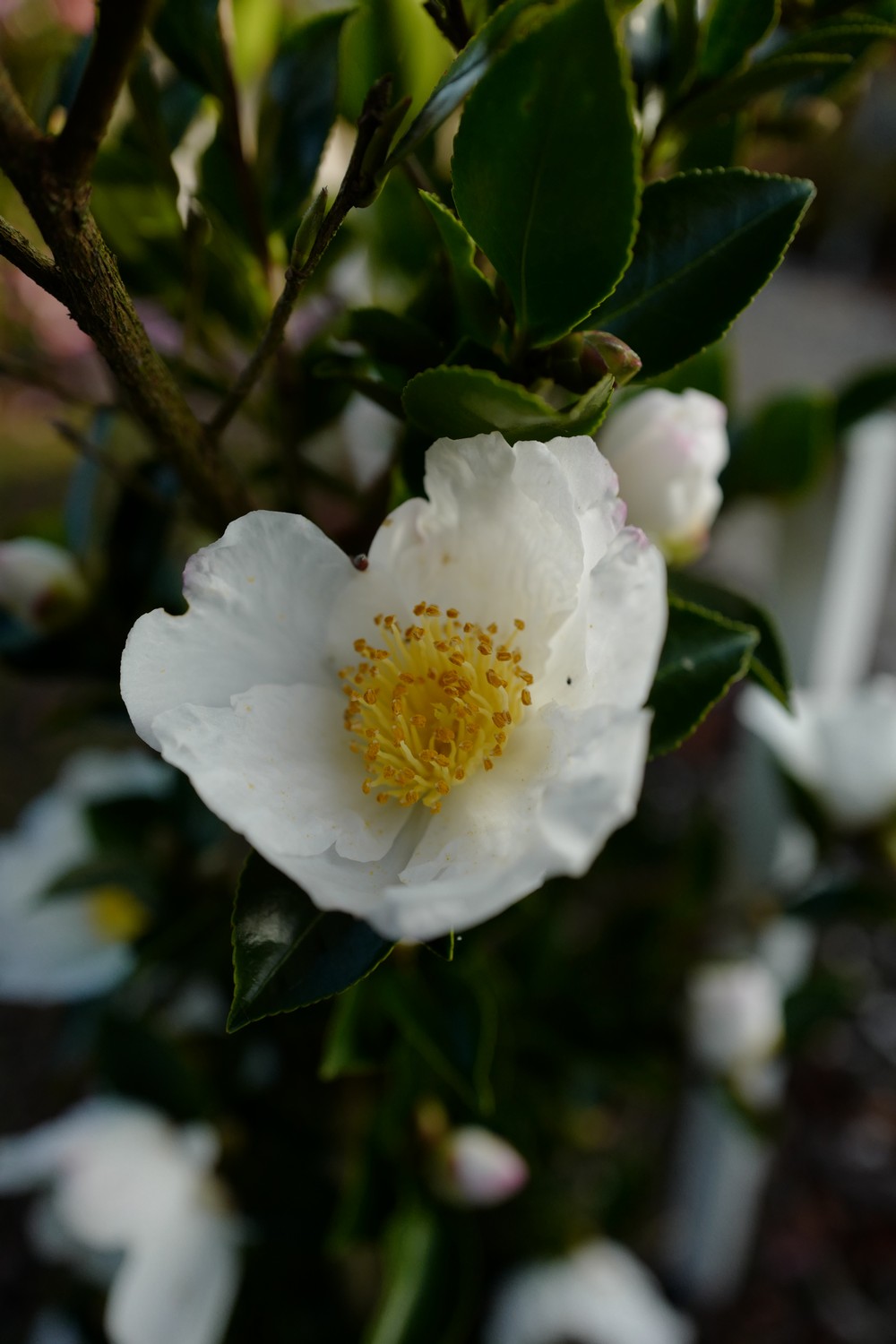 Camellia sasanqua 'Orcival'