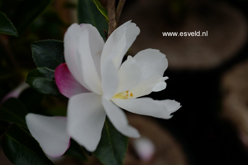 Camellia sasanqua 'Paradise Blush'