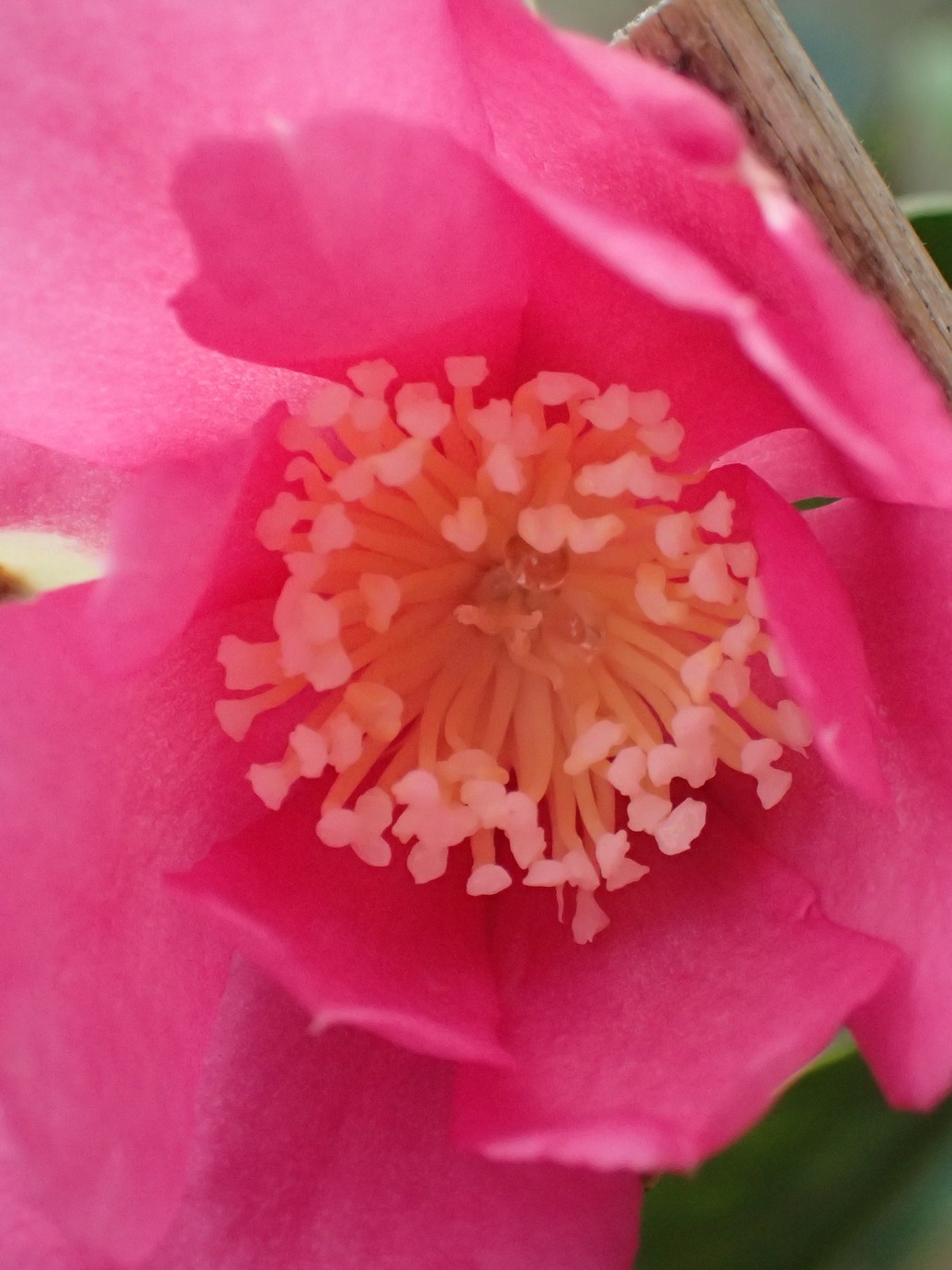 Camellia sasanqua 'Paradise Glow'