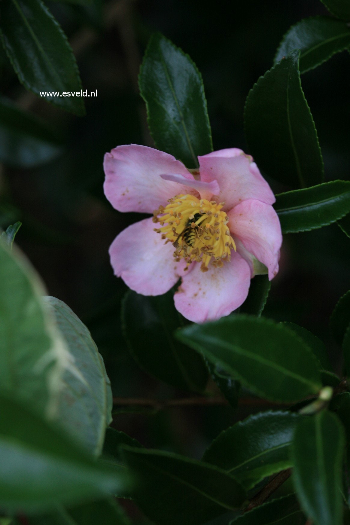 Camellia sasanqua 'Plantation Pink'