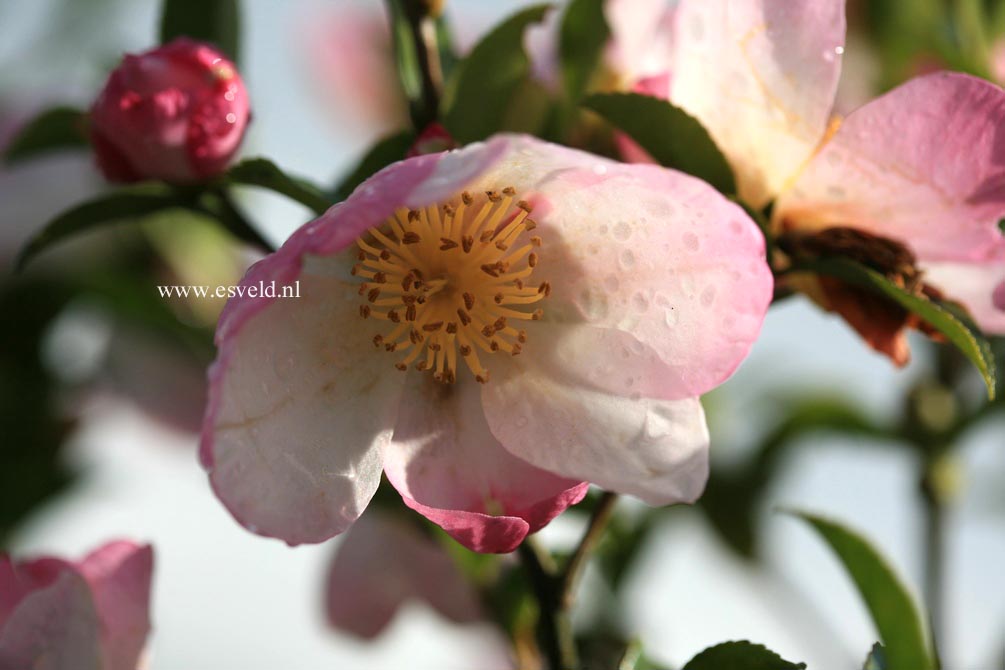 Camellia sasanqua 'Rainbow'