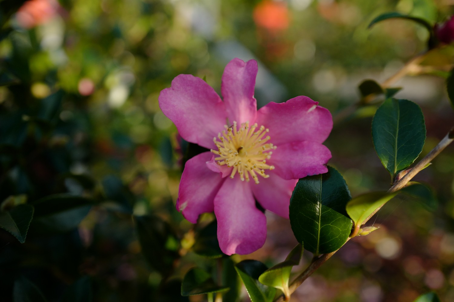 Camellia sasanqua 'Rubra'