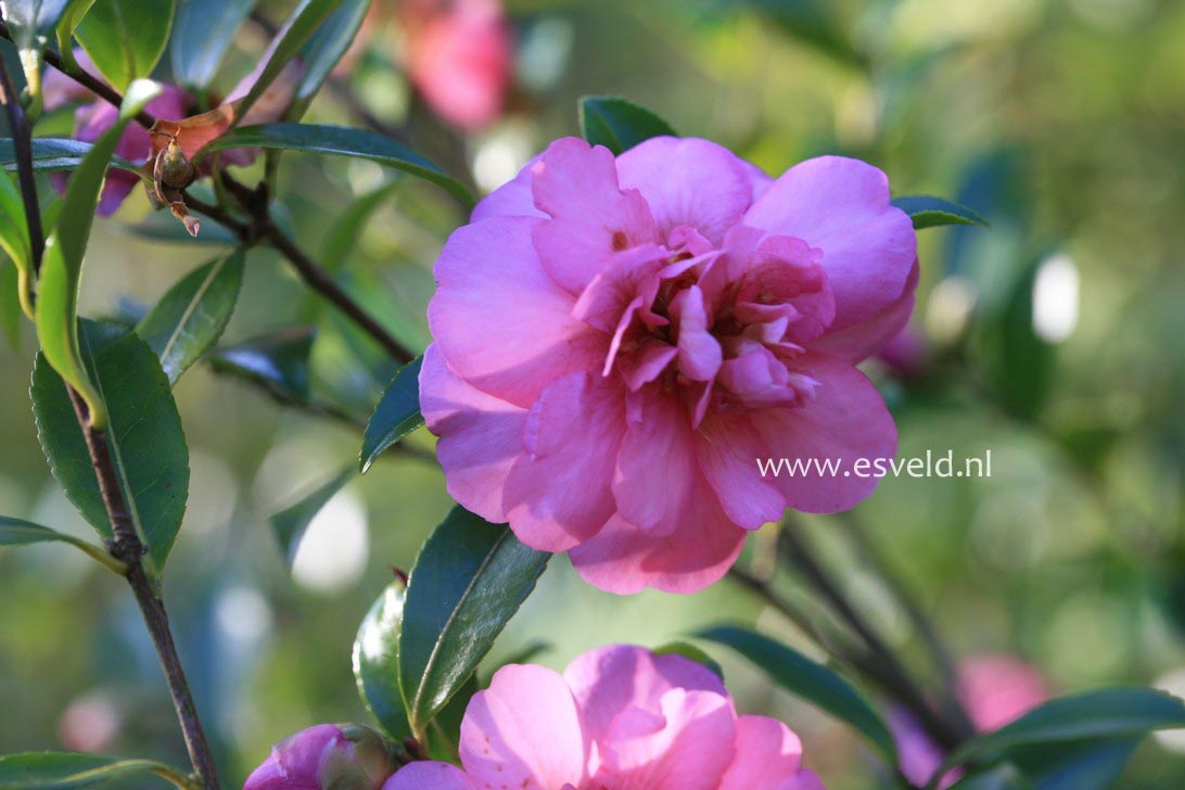 Camellia sasanqua 'Sparkling Burgundy'