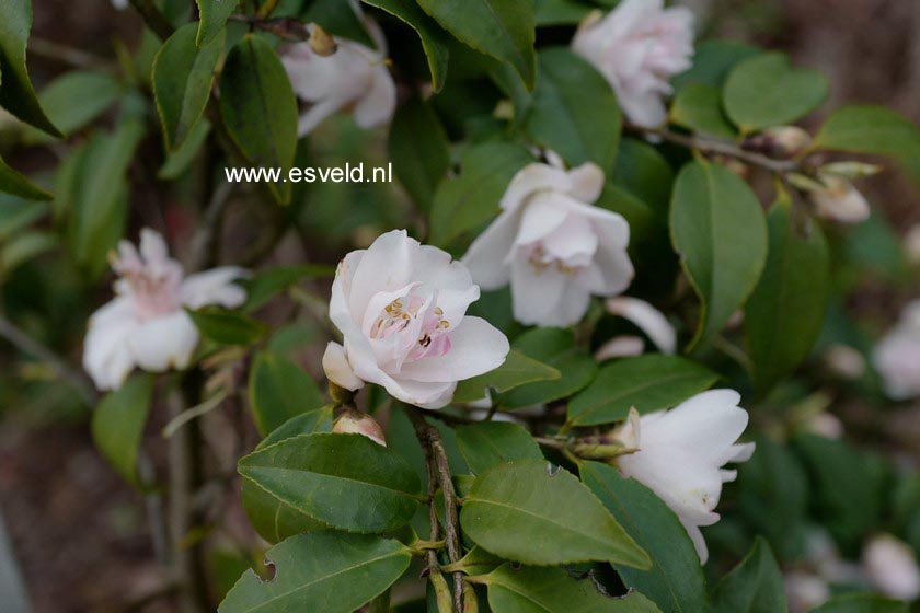 Camellia sasanqua 'Tiny Princess'
