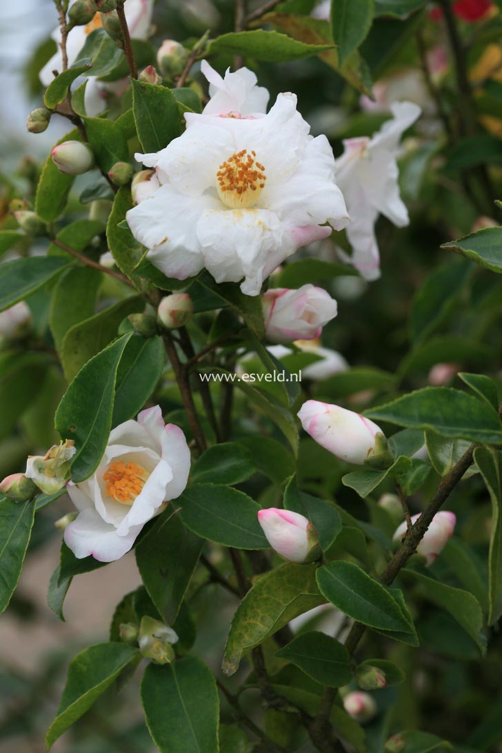 Camellia sasanqua 'Yoimachi'