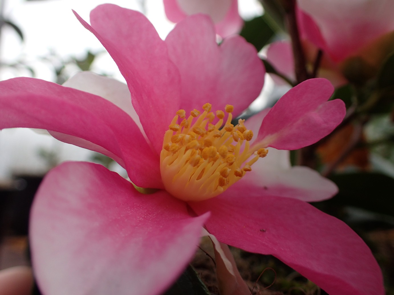 Camellia sasanqua 'Yume'