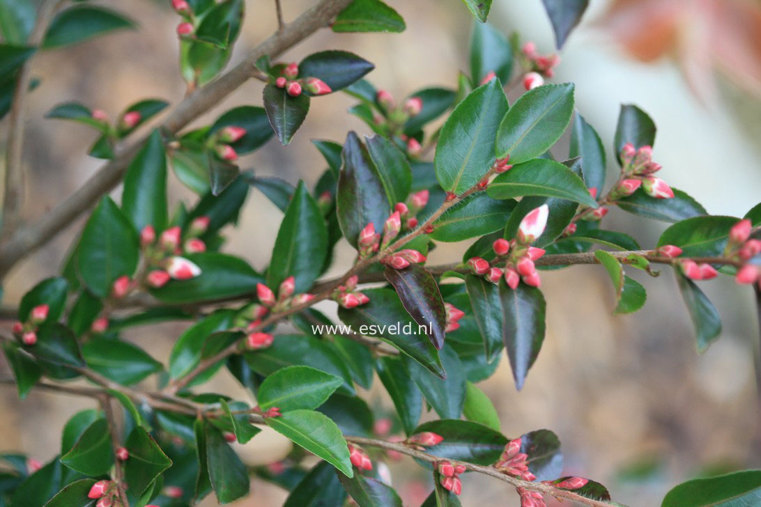 Camellia transnokoensis