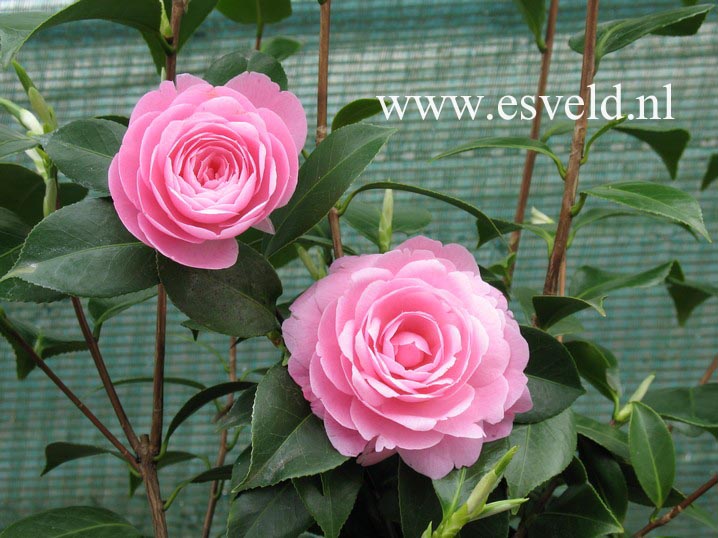 Camellia williamsii 'E.G. Waterhouse'