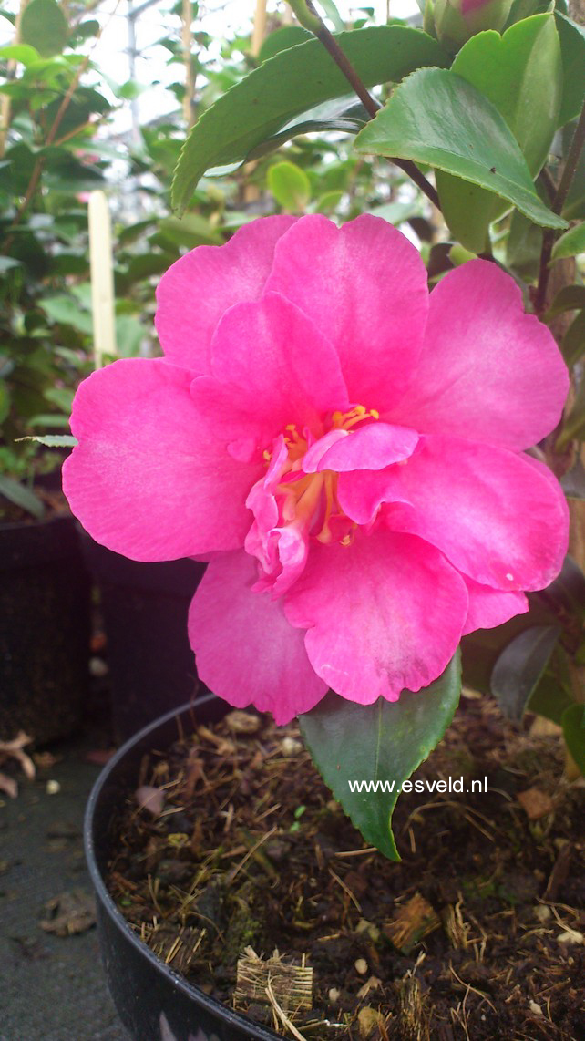 Camellia williamsii 'Gay Baby'