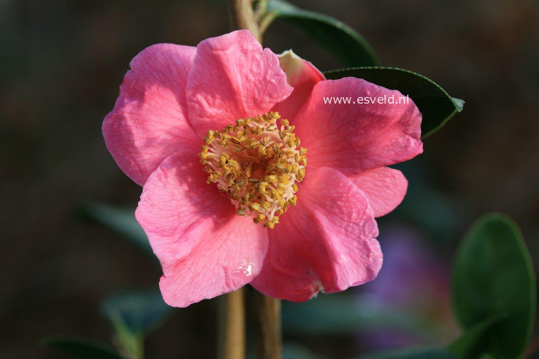 Camellia williamsii 'St. Ewe'