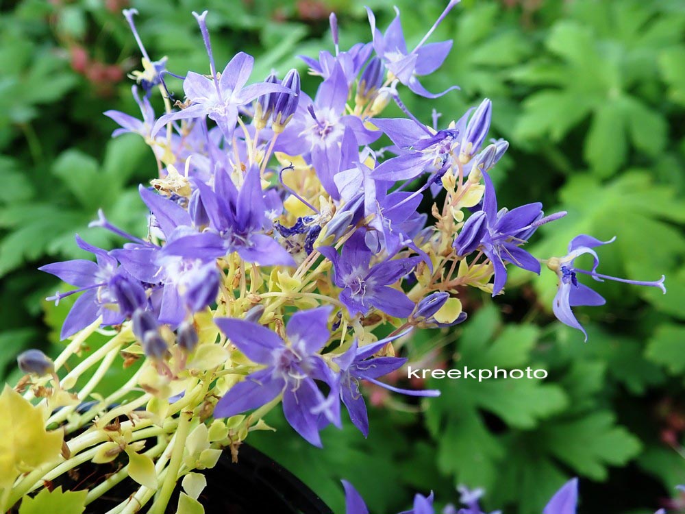 Campanula 'Dickson's Gold'