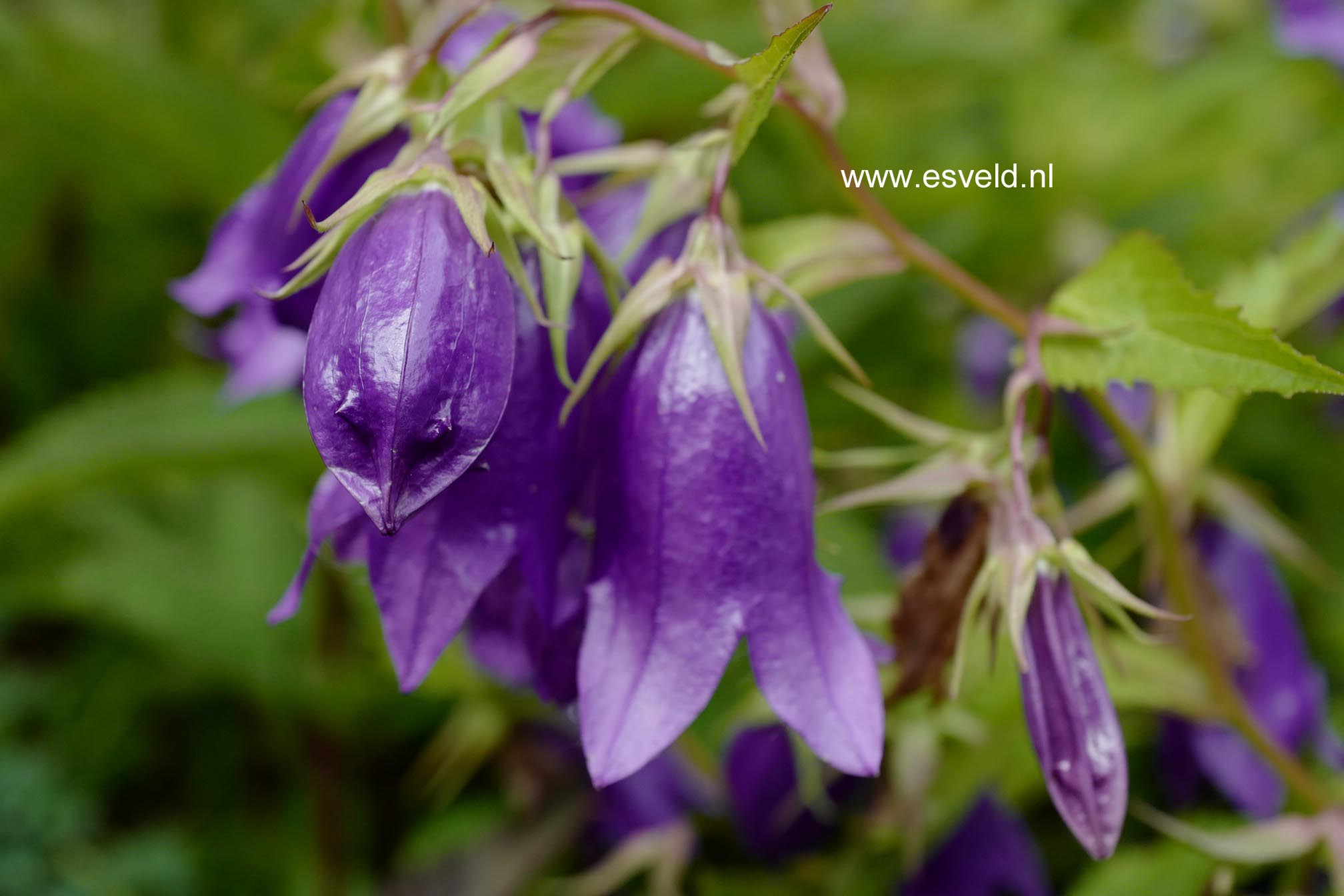 Campanula 'Kent Belle'
