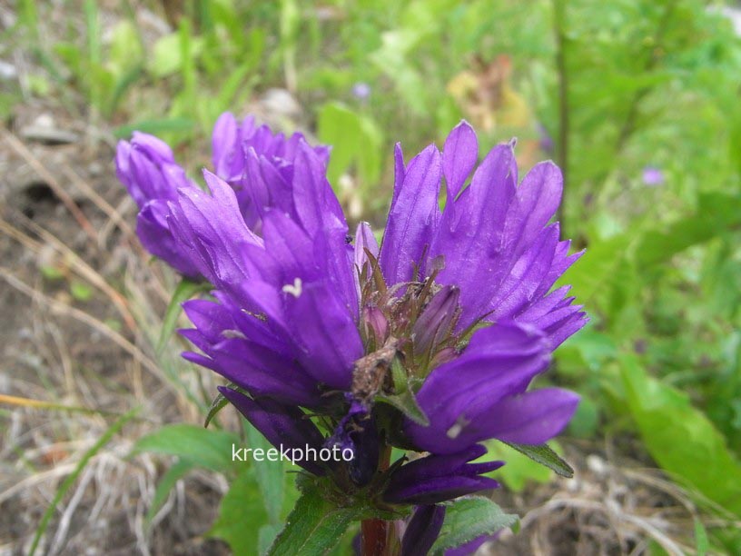 Campanula glomerata
