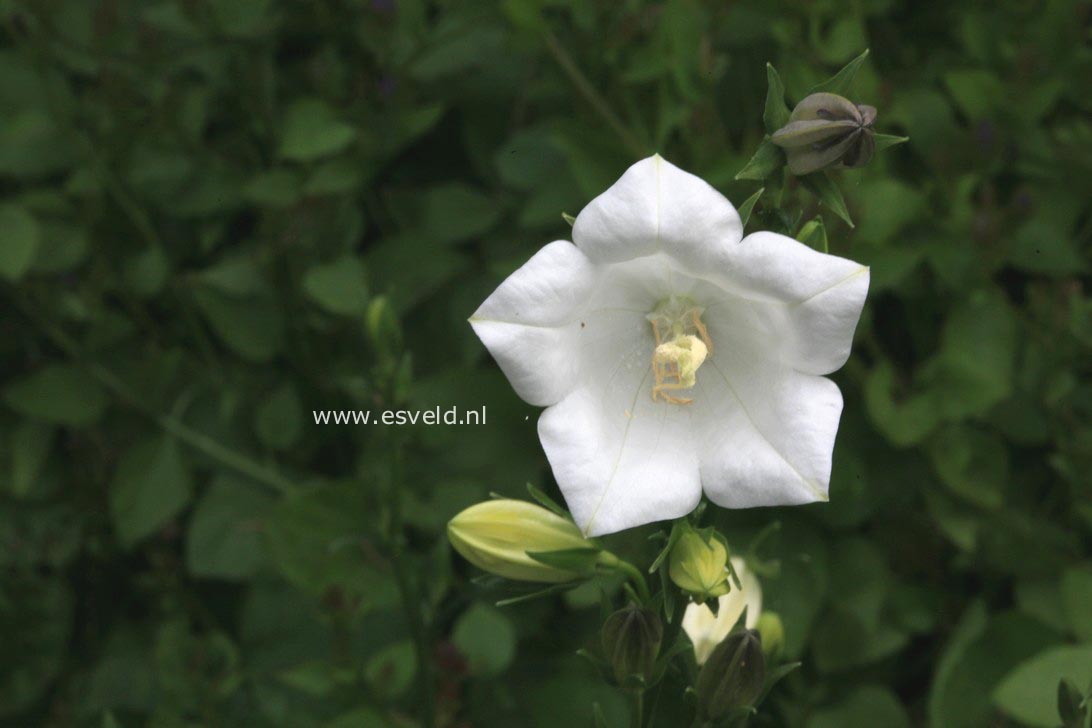Campanula persicifolia 'Alba'