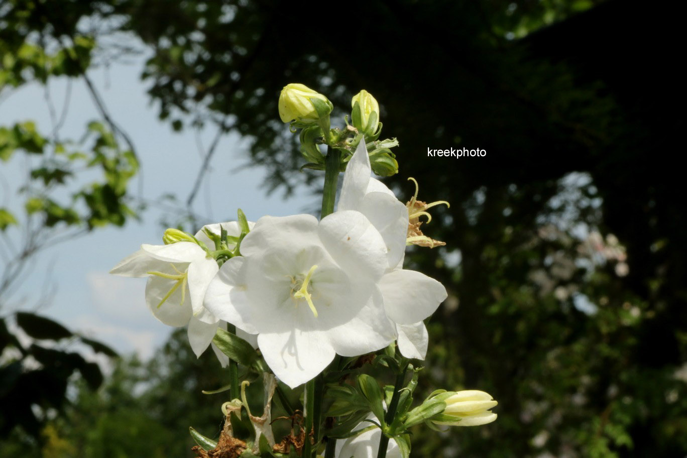 Campanula persicifolia 'Takion White'