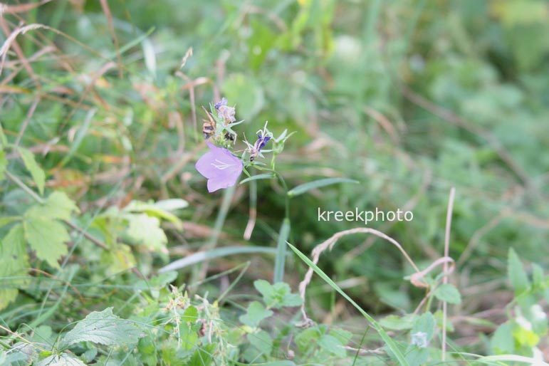 Campanula persicifolia