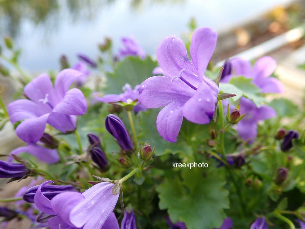 Campanula portenschlagiana 'Catharina'
