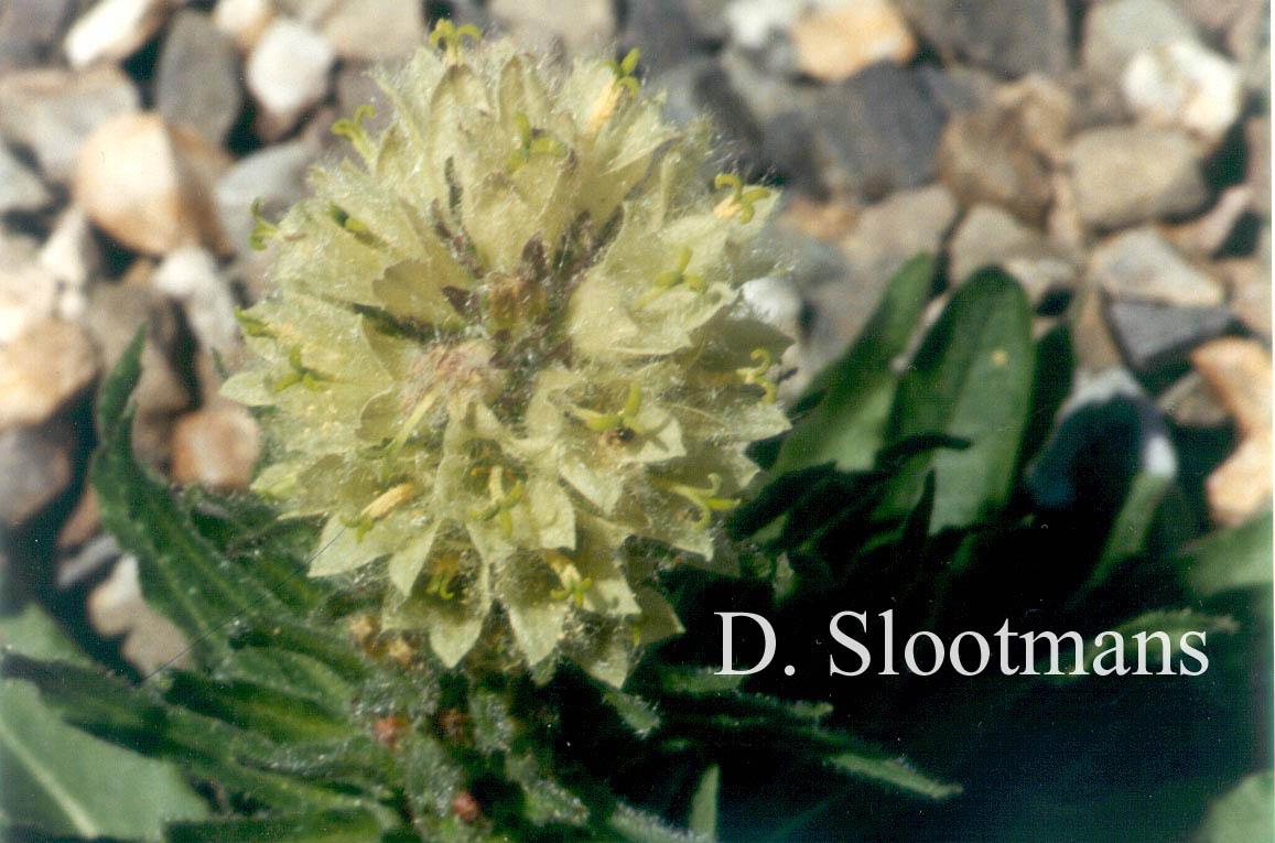 Campanula thyrsoides