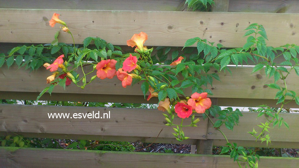 Campsis grandiflora 'Fransa'
