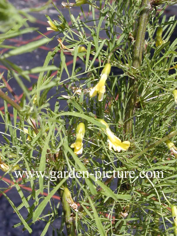Caragana arborescens 'Lorbergii'