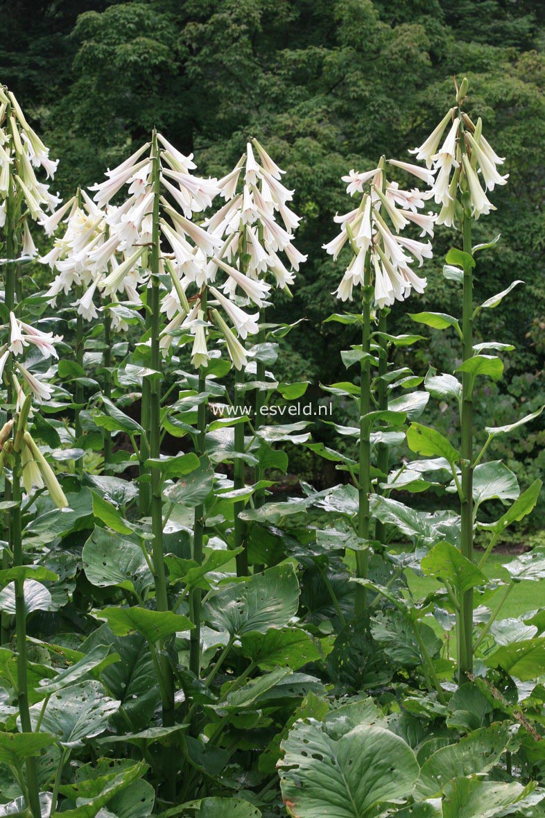 Cardiocrinum giganteum